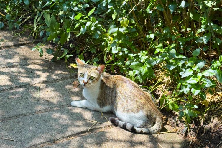 Cat sitting calmly amidst garden plants at Roadies Rostel Resort